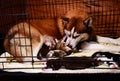 Siberian husky feeding puppy in cage Royalty Free Stock Photo