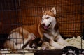 Siberian husky feeding puppy in cage Royalty Free Stock Photo