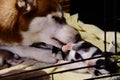 Siberian husky feeding puppy in cage Royalty Free Stock Photo