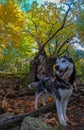 A siberian husky on a forest in autumn