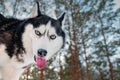 Siberian husky funny muzzle. Black