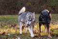 Siberian Husky and German Shepherd Royalty Free Stock Photo