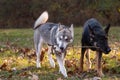 Siberian Husky and German Shepherd Royalty Free Stock Photo