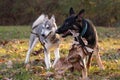 Siberian Husky and German Shepherd Royalty Free Stock Photo