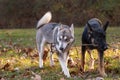 Siberian Husky and German Shepherd Royalty Free Stock Photo