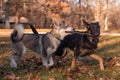Siberian Husky and German Shepherd Royalty Free Stock Photo