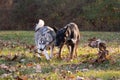 Siberian Husky and German Shepherd Royalty Free Stock Photo