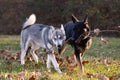 Siberian Husky and German Shepherd Royalty Free Stock Photo