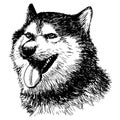 Siberian Husky hand drawn