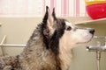 Siberian husky head close-up in the bathroom for washing animals