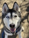 A Siberian Husky on a hiking trail, who has one blue eye and one brown eye.