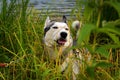 Siberian Husky hid in the reeds