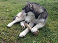 Siberian husky holding bone