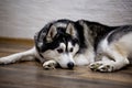 Siberian husky at home lying on the floor. lifestyle with dog Royalty Free Stock Photo