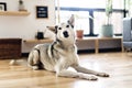 Siberian husky at home lying on the floor. lifestyle with dog. Royalty Free Stock Photo