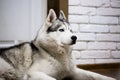 Siberian husky at home lying on the floor. lifestyle with dog Royalty Free Stock Photo