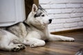 Siberian husky at home lying on the floor. lifestyle with dog Royalty Free Stock Photo