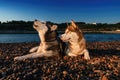 Siberian husky howling. Husky dogs lie side by side on shore on sunny summer evening. Black and white husky howling raised muzzle.