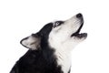 Siberian Husky howling Royalty Free Stock Photo