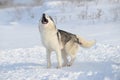 Siberian Husky howls Royalty Free Stock Photo