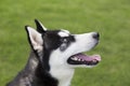 Siberian Husky Royalty Free Stock Photo