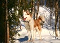 Siberian husky in Husky park , Murmansk Russia