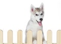 Siberian husky inside palisade isolated on white background Royalty Free Stock Photo