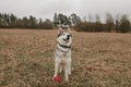 Siberian husky irat with a ball in the field Royalty Free Stock Photo