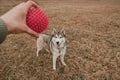 Siberian husky irat with a ball in the field