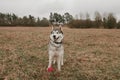 Siberian husky irat with a ball in the field