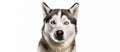 Siberian Husky Angry closeup pose on isolated white background