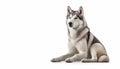 Full body of Siberian Husky dog sitting on isolated white background