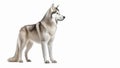 Full body of Siberian Husky dog on isolated white background