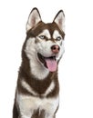 Siberian Husky isolated on white Royalty Free Stock Photo