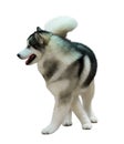 Siberian Husky isolated on white Royalty Free Stock Photo