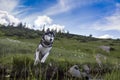 The Siberian Husky jumping over the river, dog which combines power, speed and endurance