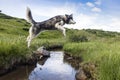 The Siberian Husky jumping over the river, dog which combines power, speed and endurance