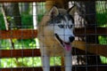 Siberian husky kennel. Dogs sit in cages behind iron bars.