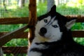 Siberian husky kennel. Dogs sit in cages behind iron bars.