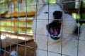 Siberian husky kennel. Dogs sit in cages behind iron bars.