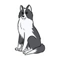 Siberian Husky or Laika Dog. Cute dog illustration. Domestic animal or pet with black and white coat in cartoon style