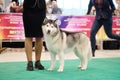 Siberian Husky on a leash walking on the grass. Dog show Royalty Free Stock Photo