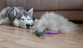 The Siberian Husky lies on the floor in a pile of fur and a dog`s comb. Brush for clipping dog hair.