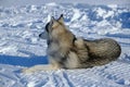 Siberian husky lies on snow with its back to camera