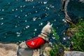 Siberian Husky light red and white with different eyes`s colors wear life jacket in swimming pool. Dog swimming. Dog Royalty Free Stock Photo