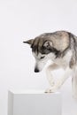 siberian husky looking down Royalty Free Stock Photo