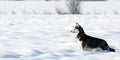 Siberian husky looking for rabbits