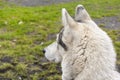 Siberian husky lurking on their prey Royalty Free Stock Photo