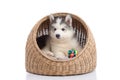 Siberian husky lying in basket bed