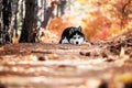 Siberian Husky lying